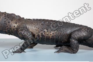 Crocodile body photo reference 0003